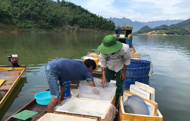 Cá ngần được ngư phủ đánh đến đầu, thương lái đến tận tuyền thu mua đến đó, không cần phải mang đi thiêu thụ. Vào thời điểm này, mỗi ngày ngư dân đánh bắt được từ 30 đến 40kg/ngày, còn vào chính vụ ngư dân đánh được trên dưới 100kg/ngày.