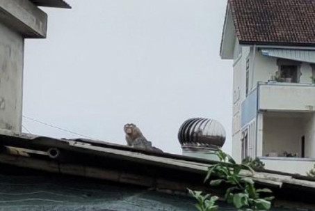 Khỉ đột nhập khu dân cư ở Quảng Trị trộm trứng, dọa trẻ em