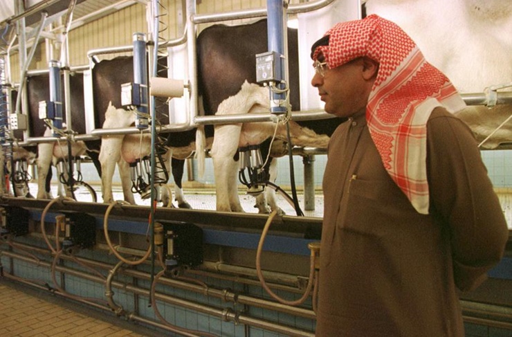 Không chỉ có dầu, đất nước này có trang trại sữa lớn nhất thế giới, sản xuất 1 tỷ lít sữa mỗi ngày.
