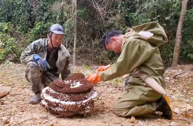 Thợ săn trang bị đồ bảo hộ để bắt tổ ong.