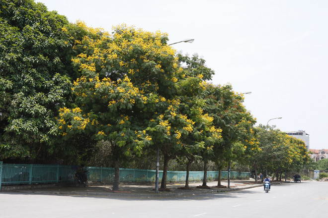 Ngắm đường phố Hà Nội rực rỡ sắc vàng hoa điệp nở - 3