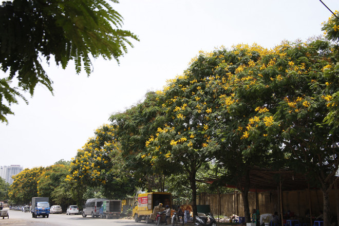 Ngắm đường phố Hà Nội rực rỡ sắc vàng hoa điệp nở - 7