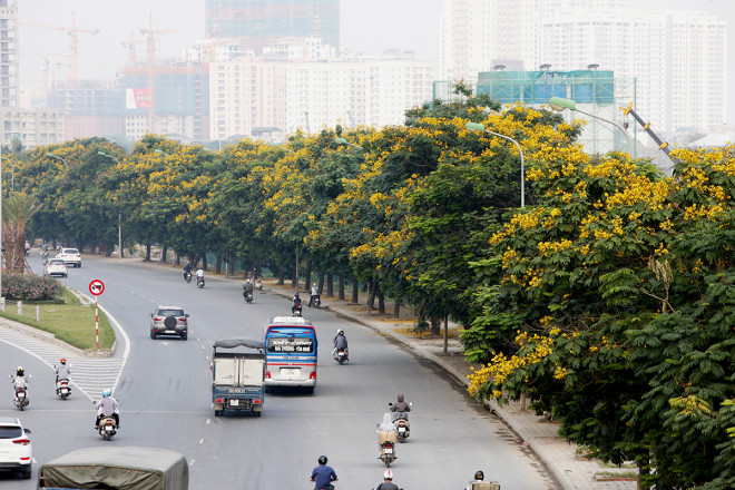Ngắm đường phố Hà Nội rực rỡ sắc vàng hoa điệp nở - 8