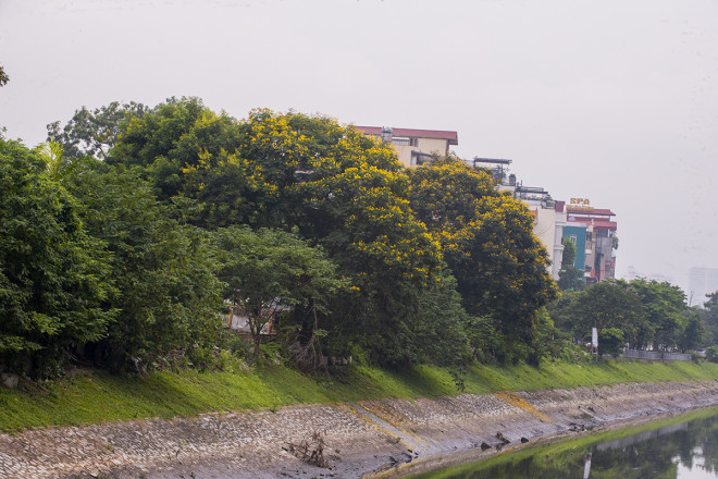 Ngắm đường phố Hà Nội rực rỡ sắc vàng hoa điệp nở - 11