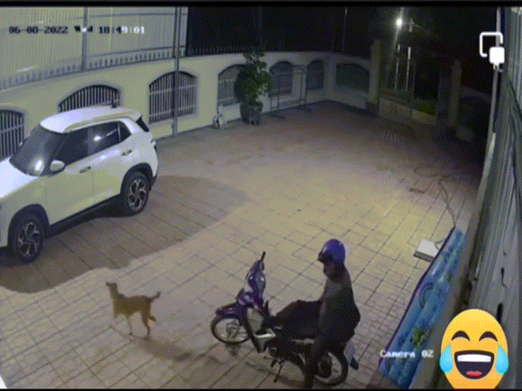 Phát hiện kẻ lạ lẻn vào sân định trộm xe máy, chú chó có thái độ "lạ" khiến dân mạng cười mệt