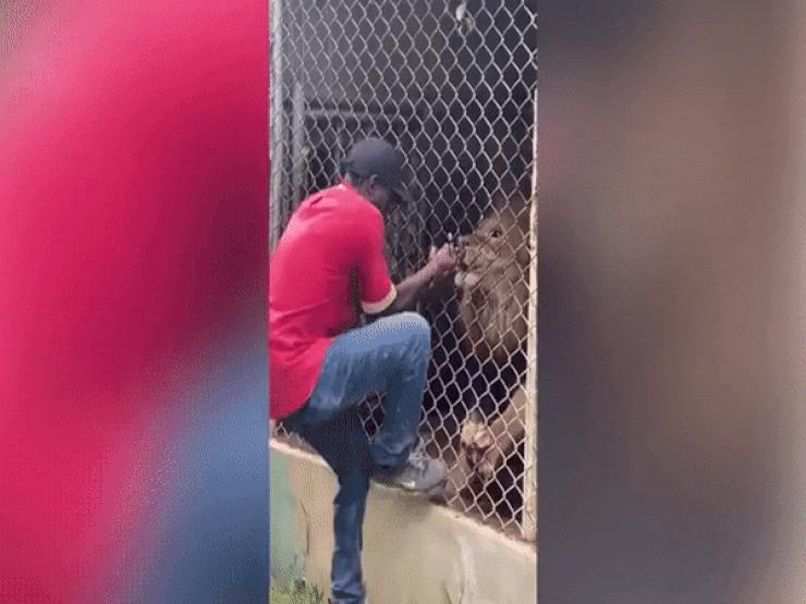 Video: Thò tay vào chuồng sư tử, nhân viên vườn thú nhận kết cục nhớ đời