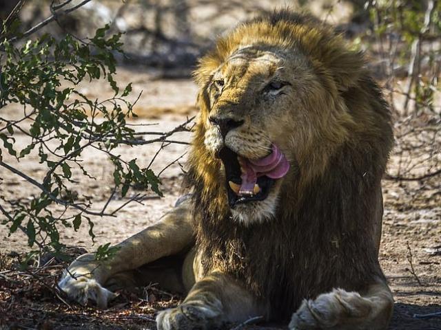 Nam Phi: Vào vườn quốc gia săn trộm, chết thảm chỉ còn chiếc sọ