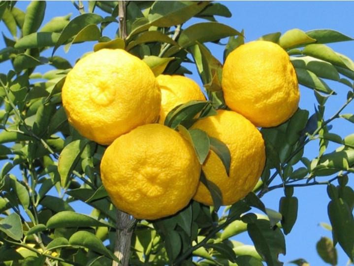 Yến Thanh Hàn Quốc - Những công dụng tuyệt vời cho sức khỏe - 2