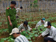 Tin tức trong ngày - Những phạm nhân nào không được lao động ngoài trại giam?