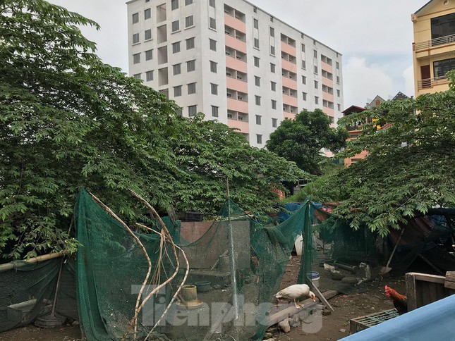 Khu vực vườn hoa trung tâm thậm chí còn được quây lại, làm thành khu chăn nuôi gà, vịt, ngan. Ảnh: Trường Phong