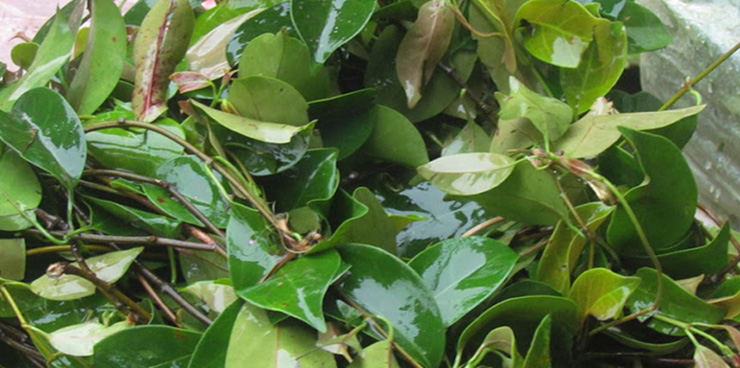 Lá giang còn có tên gọi khác là lá lồm, lá vón vén, một loại cây gia vị đặc sản vô cùng nổi tiếng của Tây Bắc, nhiều nhất là ở tỉnh Hòa Bình
