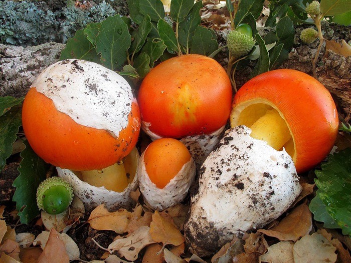 Thoạt nhìn, loại nấm này giống hệt quả trứng với lớp vỏ màu trắng và bên trong có màu vàng.