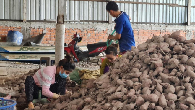 Nông dân giảm diện tích trồng khoai lang, chuyển sang trồng hoa màu và các loại cây khác.