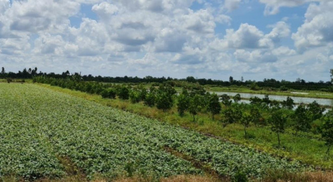 Trồng khoai lang thua lỗ, nhiều nông dân đã chuyển đổi sang trồng mít.