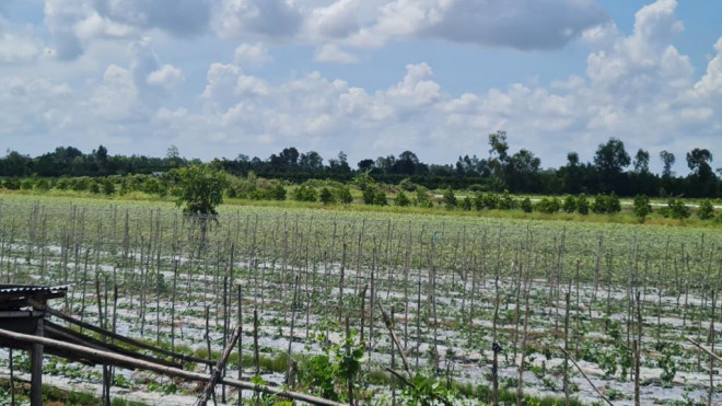 Nông dân giảm diện tích trồng khoai lang, chuyển sang trồng hoa màu và các loại cây khác. (Ảnh: Quang Lợi).