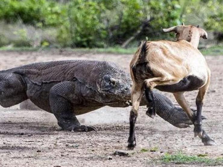 Hung hăng tấn công rồng Komodo, hươu nhận kết cục bi thảm