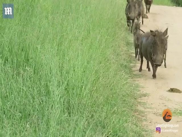 Video: Báo đốm kỳ công rình săn lợn bướu, kết cục ra sao?