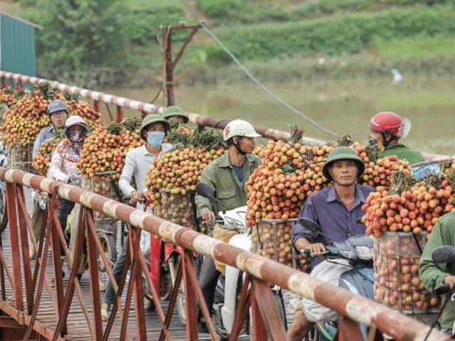 Clip: Thót tim cảnh người dân gồng mình chở vải thiều qua cầu tử thần