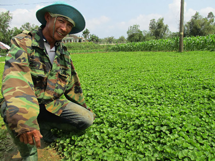 Lão nông Hà Ngọc Phi (56 tuổi, ở thôn Trung Phú 2, xã Điện Minh, thị xã Điện Bàn, Quảng Nam) có 1,5 ha trồng rau má, mỗi ngày trung bình gia đình ông cung cấp cho thị trường 200kg rau má, với giá bán 22.000 - 25.000 đồng/kg
