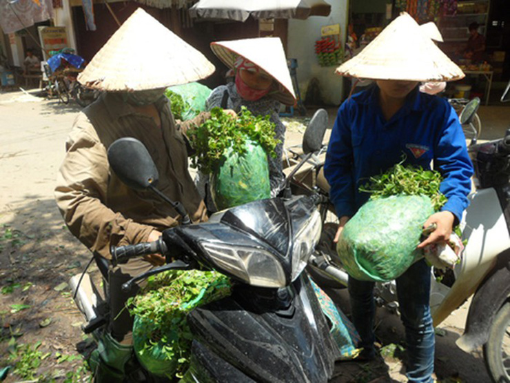 Rau má tươi và rau má khô đều được ưa chuộng ở thành phố, có mặt trong các siêu thị, sàn thương mại điện tử. Rau má tươi có giá vài chục nghìn một kg, còn rau má khô có giá lên tới 200.000 đồng/kg
