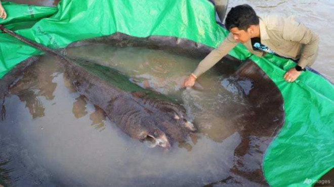 Hình ảnh con cá đuối ó khổng lồ trước khi được thả về tự nhiên tại tỉnh Stung Treng, Campuchia. Ảnh - AP