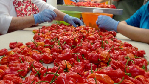 Ớt Carolina Reaper hiện là giống ớt cay nhất thế giới