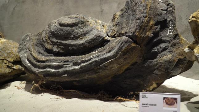 Sự ra đời của Bảo tàng Hoá thạch Hà Nội (Hanoi Fossil Museum) là khởi đầu của hành trình tìm kiếm, gìn giữ, bảo tồn và làm sống lại trọn vẹn câu chuyện lịch sử tự nhiên về sự sống trên trái đất; cũng như nguồn gốc của sự sống, quá trình tiến hoá của sinh giới từ hàng trăm triệu năm trước (trong ảnh là hóa thạch San hô vách đáy). Ảnh: Ngọc Văn