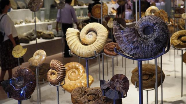 Bộ sưu tập đa dạng chủng sinh vật Ammonite (Cúc đá). Ảnh: Ngọc Văn