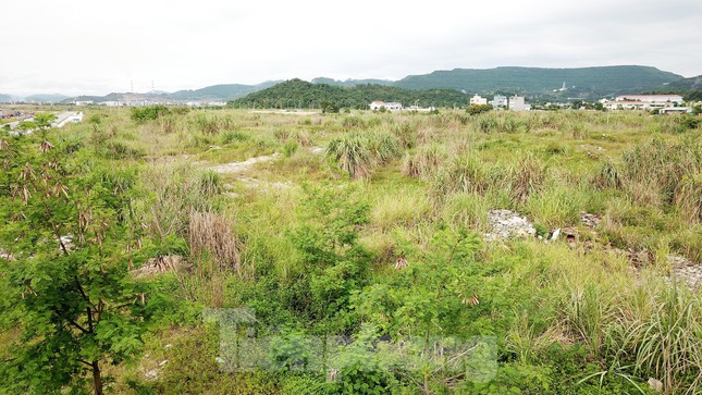 Hàng loạt diện tích đất phân lô tại dự án khu đô thị mới Cao Xanh – Hà Khánh đang bị bỏ hoang, cỏ mọc um tùm.
