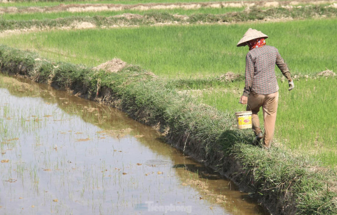 Chị Phạm Thị Mai (trú huyện Yên Thành) cho biết, tháng 6 được xem là mùa vụ bắt cua đồng bởi đây là thời điểm những cánh đồng lúa bắt đầu vào vụ mùa mới. Thời điểm này, những cánh đồng sau khi làm đất để chuẩn bị gieo cấy mùa vụ mới là địa điểm thích hợp nhất để bắt cua đồng. Cua ở giữa ruộng sẽ không chịu được nắng nóng mà phải bò vào bờ ruộng trú nắng dưới lớp cỏ. Lúc này, họ chỉ việc đi trên bờ, gắng cúi người xuống quan sát rồi nhặt cua.