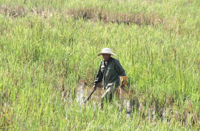 Chị Mai cho biết, bắt cua đồng là nghề phụ, nhưng lại là nghề cho gia đình chị thu nhập ổn định trong khoảng thời gian này. Vợ chồng chị cùng cô con gái 15 tuổi vẫn thường chạy xe máy đi bắt cua từ lúc trời chưa sáng, khi về thì đường đã lên đèn.