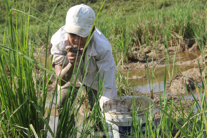 Xế trưa, nhiệt độ ngoài trời ở Nghệ An luôn ở mức gần 40 độ C. Đây được xem là khung giờ vàng đối với những người bắt cua đồng. Với họ, khi nắng càng to, càng cực thì lại càng dễ “hốt bạc”. Nếu bỏ qua khung giờ vàng giữa trưa, khi nước ở ruộng đã hết nóng thì cua lại chui vào hang sẽ rất tốn công sức để bắt.