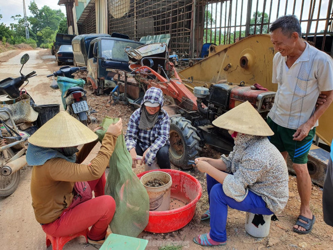 Anh Quân - một thương lái thu mua cua dọc quốc lộ 7 (huyện Đô Lương, Nghệ An) cho biết, trung bình mỗi ngày thu mua từ 5-6 tạ cua đồng.