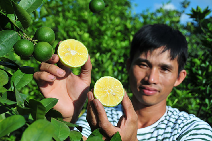 Chanh tứ quý còn có tên gọi khác là chanh tứ thời, có nguồn gốc từ châu Mỹ. Loại chanh này được nhận định là ngon hơn so với chanh thường, có giá trị dinh dưỡng cao, mùi thơm đặc trưng, đặc biệt không bị đắng khi cho vào nước nóng
