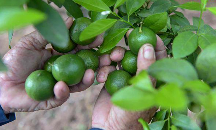 Mỗi ngày chị Phương thu hoạch đều đặn 100kg trái chanh bán ra thị trường.
