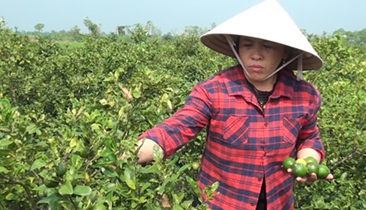 Chị Đặng Thị Phương (xã Phước Trung, huyện Gò Công Đông, tỉnh Tiền Giang) trồng chanh tứ quý trên diện tích 0,5 ha đất ruộng của gia đình
