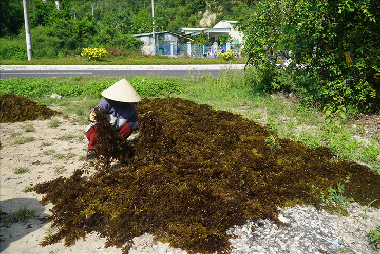 Mùa rong mơ thường bắt đầu từ tháng 3-7 âm lịch hàng năm.
