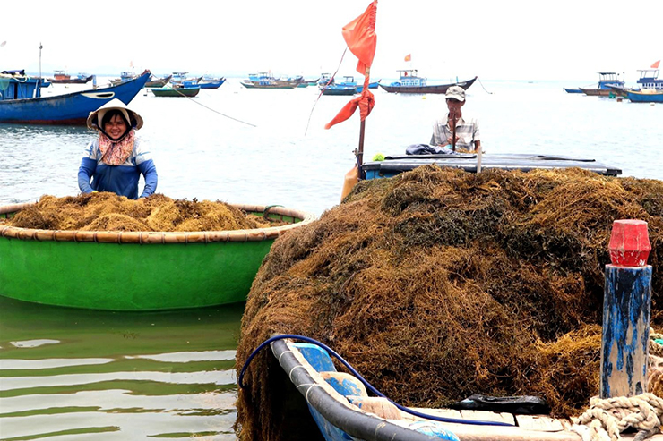 Loại rong này phát triển rất nhanh, dù có nhiều người chuyên khai thác nhưng vẫn không hết được, hái xong nó lại mọc lên nhanh chóng
