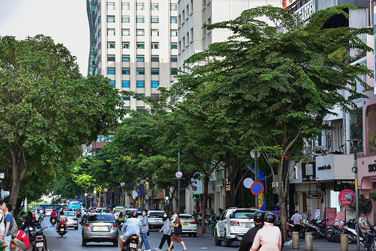 Cây xanh phố đi bộ Nguyễn Huệ thay đổi thế nào sau 8 năm được trồng? - 18