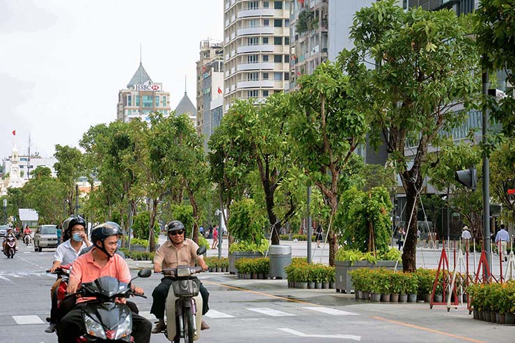 Cây xanh phố đi bộ Nguyễn Huệ thay đổi thế nào sau 8 năm được trồng? - 4
