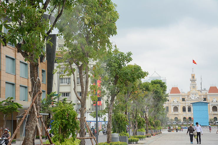 Cây xanh phố đi bộ Nguyễn Huệ thay đổi thế nào sau 8 năm được trồng? - 9