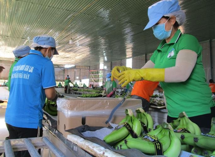 Dù kết quả kinh doanh HAGL đã tốt lên nhưng vẫn chưa xử lý xong các khoản nợ lũy kế