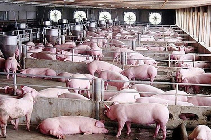 Giá lợn hơi tiếp tục lao dốc, giải pháp gỡ khó