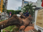 Tin tức trong ngày - Cây trong trường học bật gốc làm ít nhất 7 người bị thương: Ai chịu trách nhiệm?