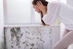3 loại nấm mốc trong nhà có thể gây suy hô hấp, nguy cơ ung thư
