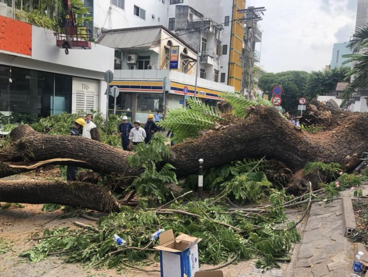 Cây ngã tại trường THCS Trần Văn Ơn, quận 1 ngày 3-4. Ảnh: NC