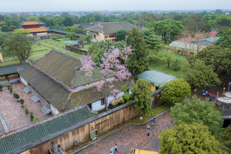 Ngẩn ngơ ngắm loài ‘vương giả chi hoa’ tuyệt đẹp giữa chốn Hoàng cung Huế - 5