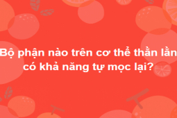 Nắm hết kiến thức cổ kim đông tây mới trả lời được hết bộ câu hỏi hóc búa này