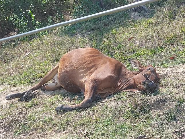 Con bò bị voi quật ngã ngay sát hàng rào điện ngăn voi