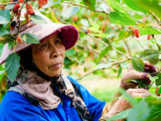 Thị trường - Tiêu dùng - Tất bật thu hoạch dâu tằm ở ngoại thành Hà Nội